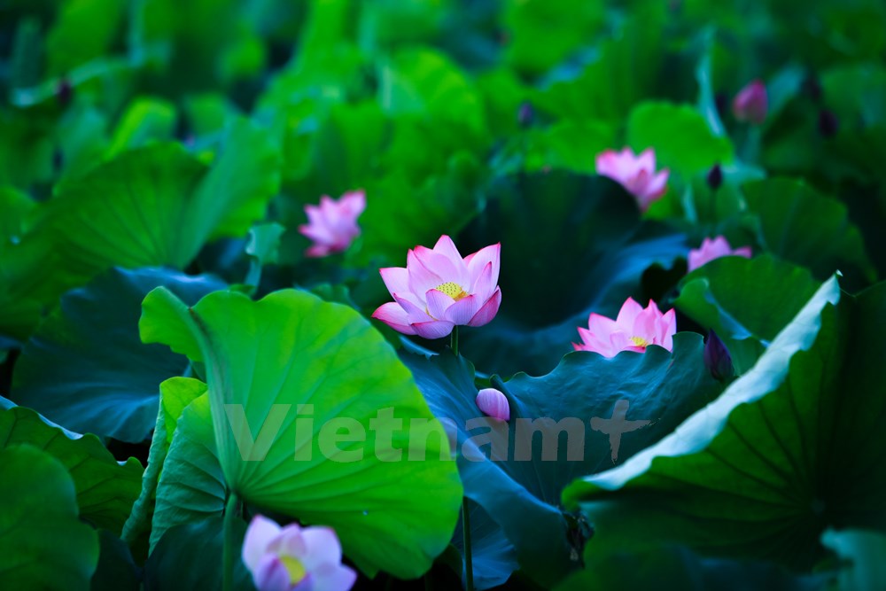 Lotus flowers blossom fragrantly